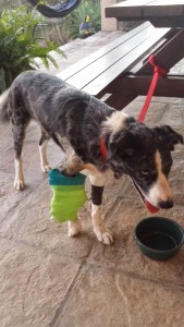 Rigley leashed to the picnic table in the morning.