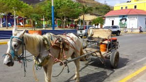 Horse cart delivering fresh raw milk to people in town.