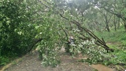 Tree across the road