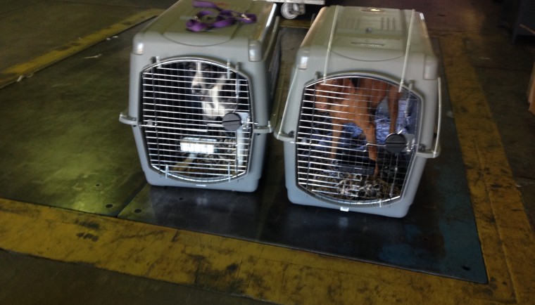 Rigley and Tasha in the airline purchased crates.