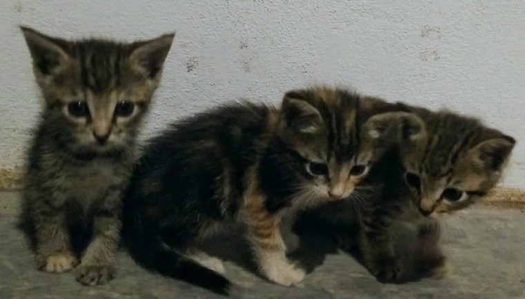 Stray kittens